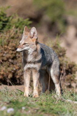 Pampas Grey Fox esniyor, Pampas Çimen Ortamı, La Pampa Bölgesi, Patagonya, Arjantin.