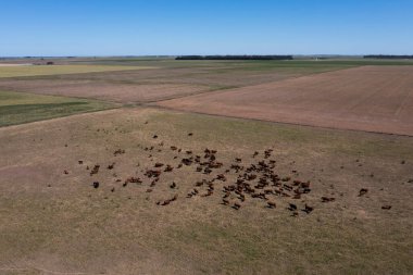 İhracat için bir öküz sürüsünün havadan görünüşü, Arjantin kırsalında doğal çayırlarda yetişen sığırlar..