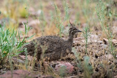 Zarif armalı tinamou, Eudromia elegans, Pampas çayır çevresi, La Pampa bölgesi, Patagonya, Arjantin.