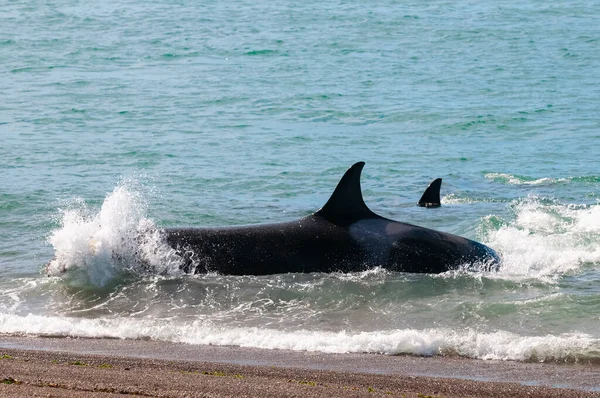 Orca Patrouille Long Rivage Péninsule Valdes Patagonie Arge — Photo