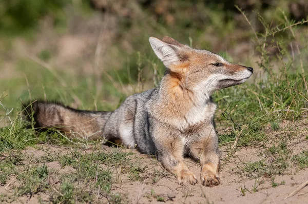 Pampas Grey Fox Esniyor Pampas Çimen Ortamı Pampa Bölgesi Patagonya — Stok fotoğraf