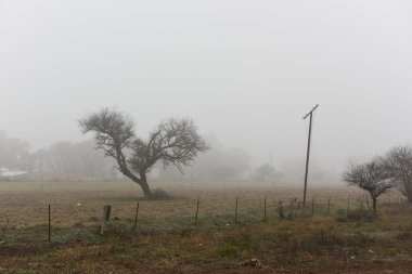 Şafak vakti Pampas, La Pampa Eyaleti, Patagonya, Arjantin 'de yoğun sis altında yapayalnız bir ağaç..