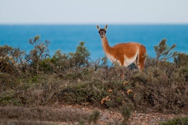Guanaco, Lama Guanicoe, Luro Park, La Pampa Eyaleti, La Pampa, Arjantin.