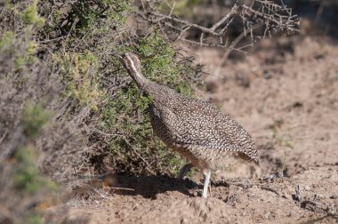 Zarif armalı tinamou, Eudromia elegans, Pampas çayır çevresi, La Pampa bölgesi, Patagonya, Arjantin.
