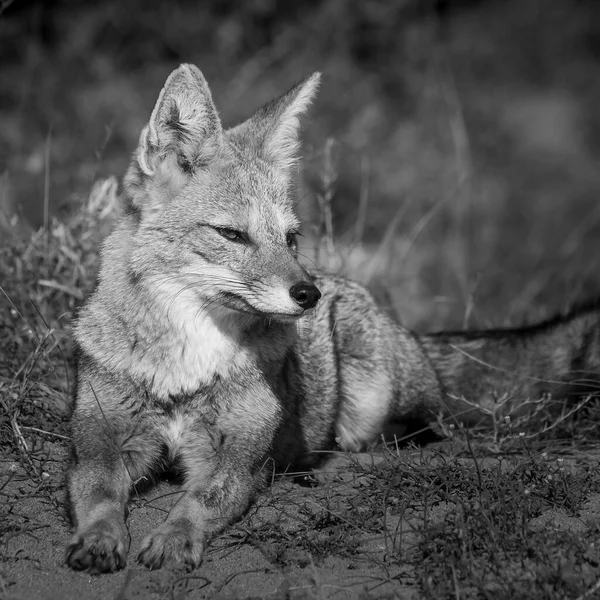 Pampas Grey Fox Zaywing Pampas Grass Environment Pampa Province Patagonia — стоковое фото