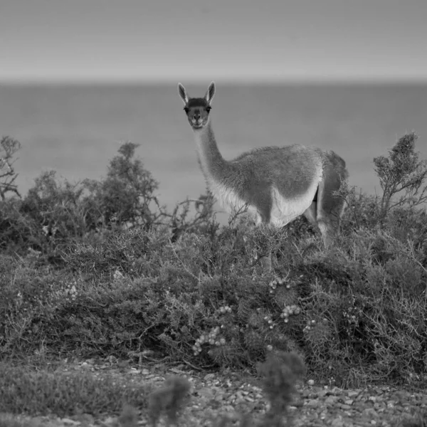 Guanaco Guanicoe Láma Luro Park Pampa Tartomány Pampa Argentína — Stock Fotó