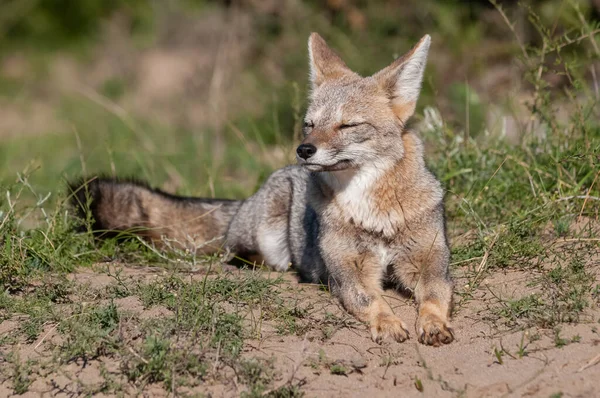 Pampas Raposa Cinzenta Bocejando Pampas Grama Ambiente Província Pampa Patagônia — Fotografia de Stock