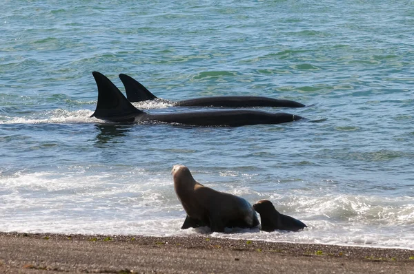 Caza Ballenas Asesinas Lobos Marinos Costa Paragoniana Patagonia Argentina — Foto de Stock