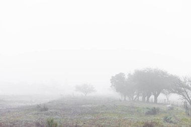 Şafak vakti Pampas, La Pampa Eyaleti, Patagonya, Arjantin 'de yoğun sis altında yapayalnız bir ağaç..