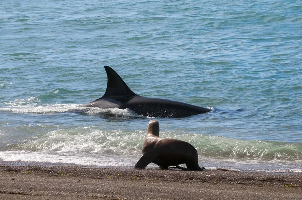 Caza Ballenas Asesinas Lobos Marinos Costa Paragoniana Patagonia Argentina — Foto de Stock