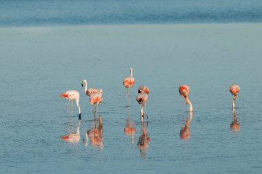 Flamingolar tuzlu bir gölde dinleniyor, La Pampa Eyaleti, Patagonya, Arjantin.