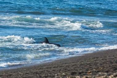 Orka avcı deniz aslanları, Yarımada Valdes, Unesco Dünya Mirası Efendisi, Patagonya Arjantin.