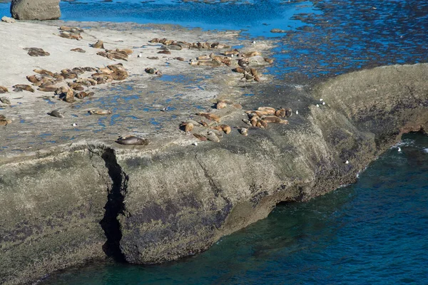 Colonia Lobos Marinos Valdés Península Patrimonio Humanidad Unesco Provincia Chubut — Foto de Stock