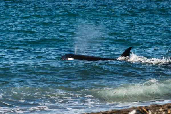 Orca Polowanie Lwy Morskie Półwysep Valdes Unesco Światowego Dziedzictwa Unesco — Zdjęcie stockowe