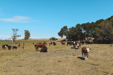 Arjantin kırsalında sığırlar, La Pampa Eyaleti, Arjantin.