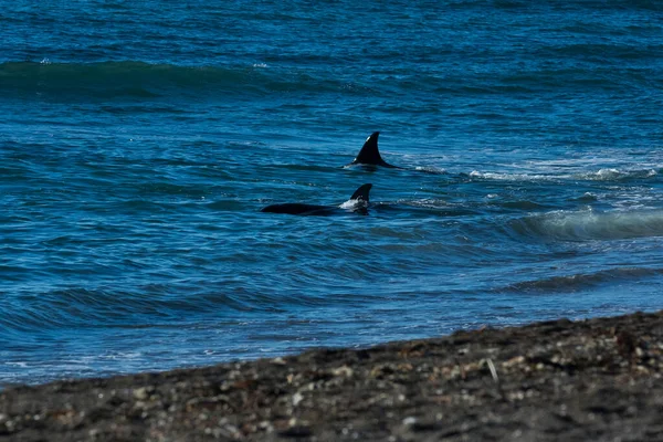 Orca Jagt Seelöwen Halbinsel Valdes Unesco Weltnaturerbe Patagonien Argentinien — Stockfoto