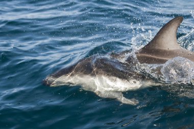 Karanlık yunus atlayışı, Yarımada Valdes, Unesco Dünya Mirası Alanı, Patagonya, Arjantin.