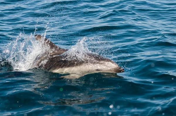 Dusky Delfinugrás Félsziget Valdes Unesco Világörökség Része Patagónia Argentína — Stock Fotó