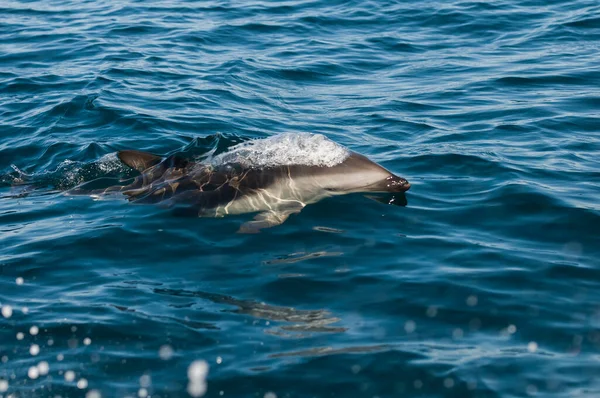Delfinhoppning Dusky Valdes Halvö Unescos Världsarv Patagonien Argentina — Stockfoto