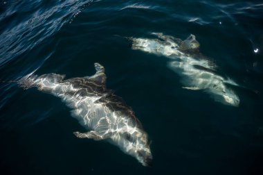 Karanlık yunus atlayışı, Yarımada Valdes, Unesco Dünya Mirası Alanı, Patagonya, Arjantin.