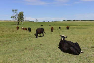 Arjantin kırsalında sığırlar, La Pampa Eyaleti, Arjantin.