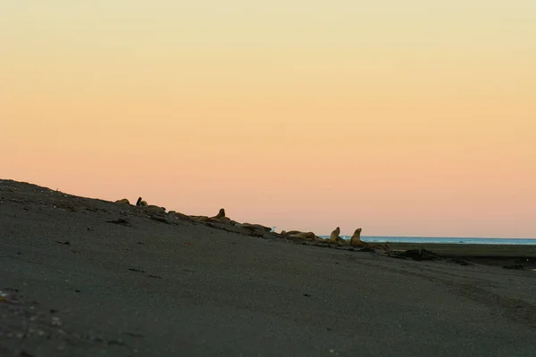 阿根廷巴塔哥尼亚州Unesco世界遗产保护区半岛山谷海狮繁殖地 — 图库照片
