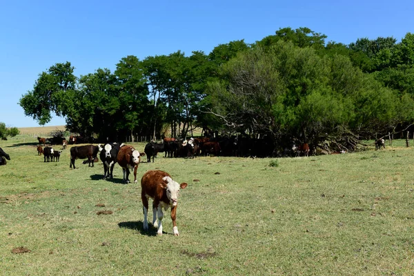 Cattle Argentine Countryside Pampa Province Argentina — Stock Photo, Image