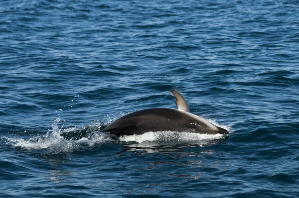Karanlık yunus atlayışı, Yarımada Valdes, Unesco Dünya Mirası Alanı, Patagonya, Arjantin.