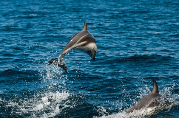 Прыжки Дельфином Пенелопа Вальдес Всемирное Наследие Юнеско Патагония Аргентина — стоковое фото