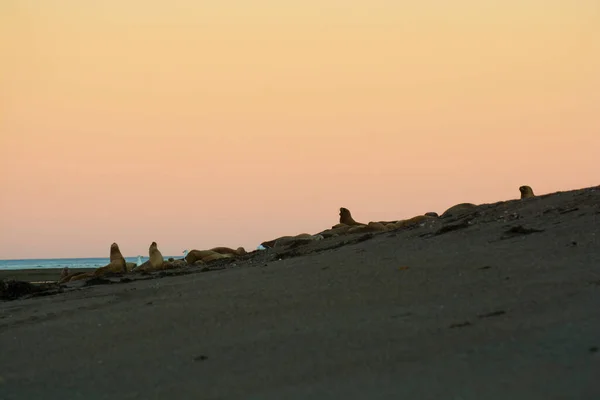 Leões Marinhos Colônia Reprodutora Península Valdes Patrimônio Mundial Unesco Patagônia — Fotografia de Stock