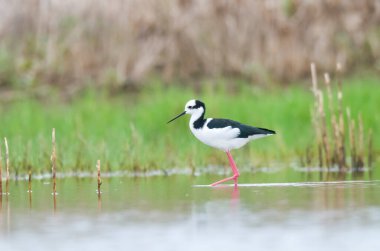 Siyah boyunlu Stilt, La Pampa Eyaleti, Patagonya, Arjantin