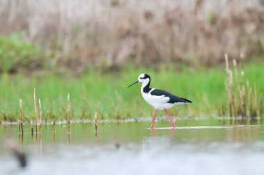 Siyah boyunlu Stilt, La Pampa Eyaleti, Patagonya, Arjantin
