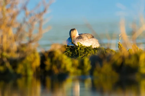 阿根廷 巴塔哥尼亚 拉潘帕省 潘帕斯湖 Silvery Grebe — 图库照片