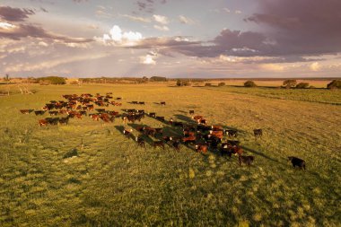 İhracat için bir öküz sürüsünün havadan görünüşü, Arjantin kırsalında doğal çayırlarda yetişen sığırlar..