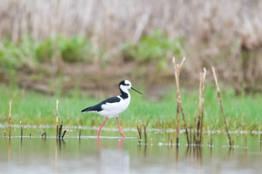 Siyah boyunlu Stilt, La Pampa Eyaleti, Patagonya, Arjantin