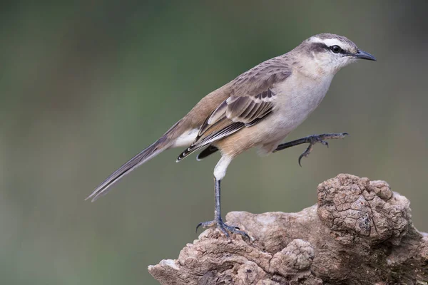 Fehérsávú Rigó Mimus Triurus Calden Forest Pampa Argentína — Stock Fotó