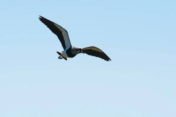 Stilt Cuello Negro Himantopus Melanurus Pampa Argentina — Foto de Stock