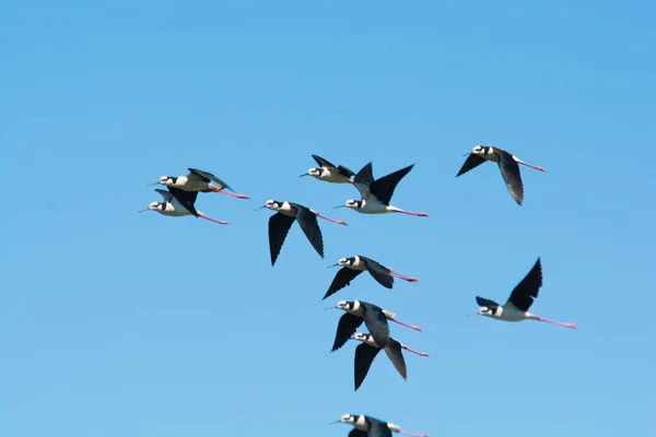 Stelzenläufer Himantopus Melanurus Pampa Argentinien — Stockfoto