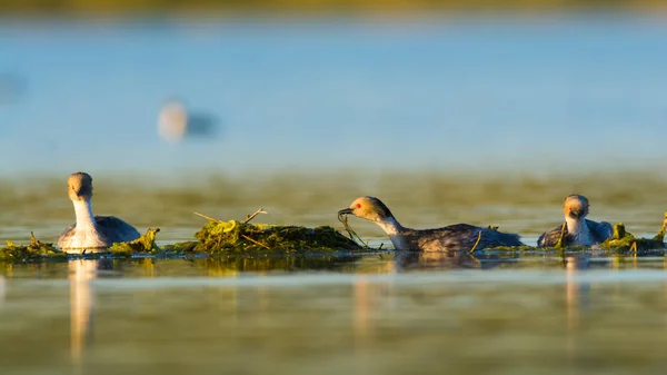 Grebe Plateado Laguna Pampa Provincia Pampa Patagonia Argentina — Foto de Stock