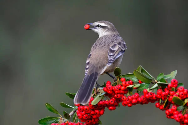 Mockingbird Mimus Triurus Comendo Frutas Silvestres Calden Forest Pampa Argentina — Fotografia de Stock