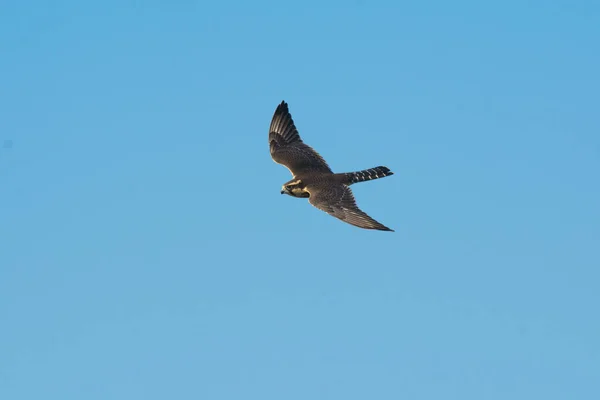 Aplomado Falcon Flight Patagonia Argentina — Stock Photo, Image