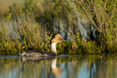 Pampas Lagoon 'daki Gümüş Grebe, La Pampa Eyaleti, Patagonya, Arjantin.