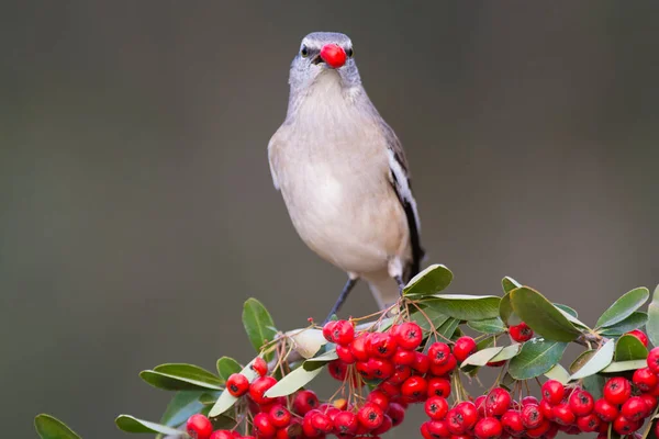 Mockingbird Mimus Triurus Comendo Frutas Silvestres Calden Forest Pampa Argentina — Fotografia de Stock