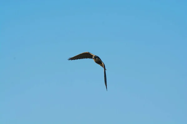 Aplomadofusk Flygning Patagonien Argentina — Stockfoto