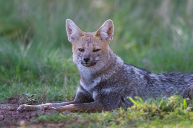 Pampas çimen ortamında Pampas Gri Tilkisi, La Pampa ili, Patagonya, Arjantin.