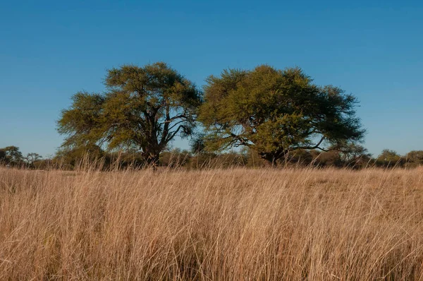 Calden Forest Landscape Geoffraea Decorticans Plants Pampa Province Patagonia Argentina — Fotografia de Stock