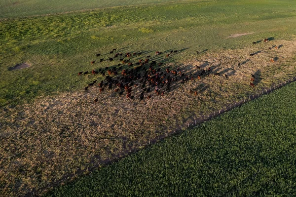アルゼンチンの田舎で天然の牧草地で飼育された牛 輸出用のステアの部隊の空中ビュー — ストック写真