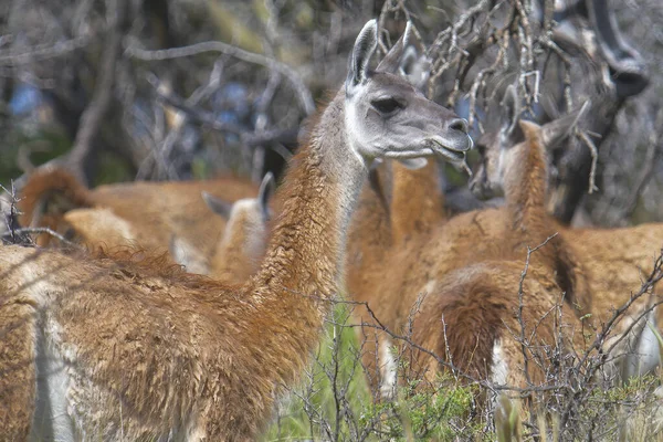 Guanaco Lama Guanicoe Luro Park Pampa Provinz Pampa Argentinien — Stockfoto