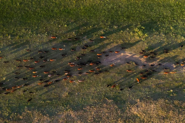 Luftaufnahme Einer Truppe Von Ochsen Für Den Export Die Auf — Stockfoto