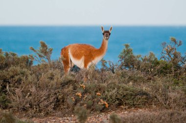 Guanaco, Lama Guanicoe, Luro Park, La Pampa Eyaleti, La Pampa, Arjantin.